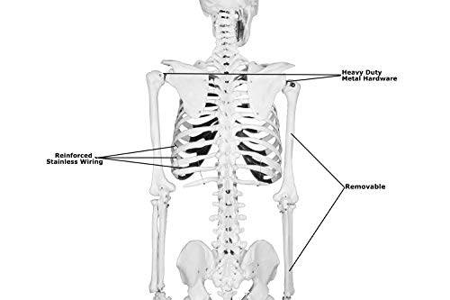 Parco Scientific Pb00010-Dc Medical Grade Life Size Human Skeleton-66” (168Cm), Including Bonus Thick Zip Dust Cover #TOP4