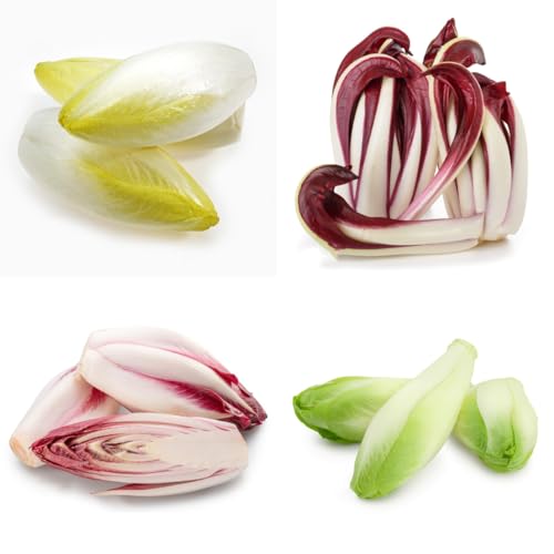 semillas de achicoria resistentes Las de jardín son perennes resistentes, achicoria orgánicas de invierno 60pcs