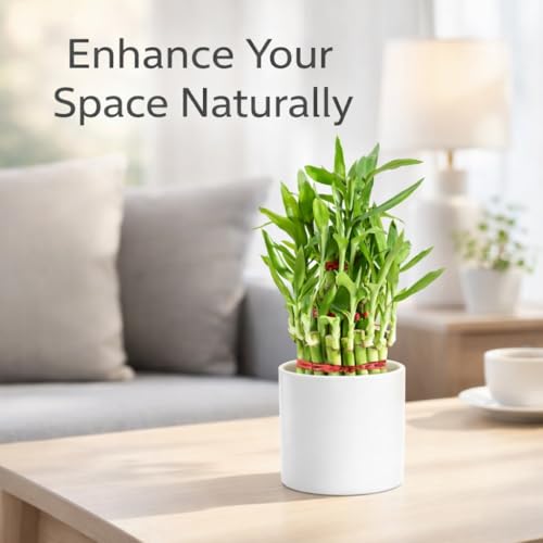 Image of Lucky Bamboo Plant in White Ceramic Pot | Indoor Live Plant for Home & Office Decor | Low Maintenance, Air Purifying & Feng Shui Good Luck Plant