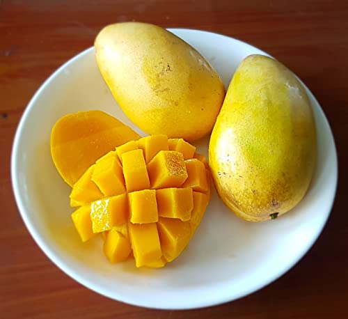 Nursery Live Rare Exotic Carabao Mango Fruit 1 Healthy Grafted Live Plant