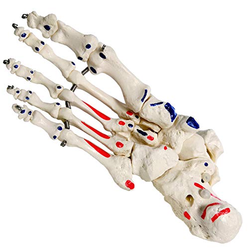 Evotech Scientific 09 Human Foot And Ankle Model thumb #2