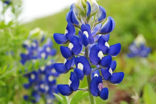 150 Texas Bluebonnet Lupine Lupinus Texensis Flower Seeds