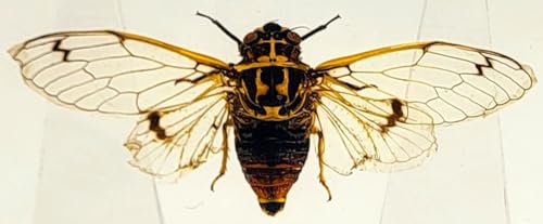 Image of 2.9 inch Real Cicada Cicadatra Querula w /Open Wings in Crystal Clear Lucite Resin Paperweight Specimen Preserved Insect Taxidermy Collection for Biology Science Education Desk Ornament Display Supplies