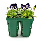 Picture of Vego garden Jumbo Seedling Trays Without Lids, 16 Pack Reusable Propagator Growing Starter Tray for Larger Plants, Heavy-Duty Plastic Germination Trays (4-Cell per Tray)