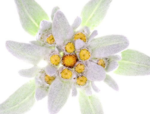 Fleur de Santé Siero Ultra-Levigante