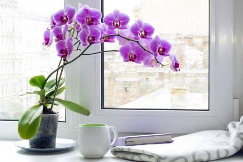 Cloud Farm Exotic Orchid Indoor Live Flower Plant CF_100 (B0B918DB81) Amazon Price History, Amazon Price Tracker