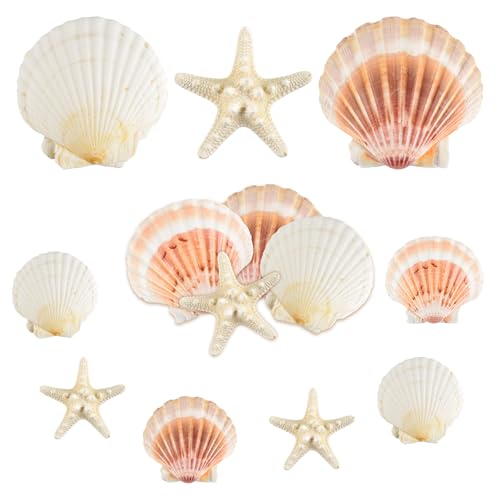 LYHZLBAY 10 Pcs Scallop Shells 3.54-4.32 inch, 5 Pcs Starfish