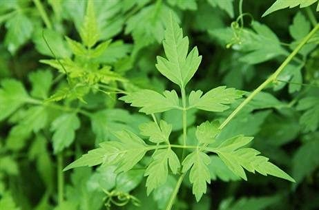 See full amazon price history chart for Ari Nursery MUDAKATHAN KEERAI/BALLOON VINE/CARDIOSPERMUM HALICACABUM PLANT SEEDS - PACK OF 20 SEEDS Ari Nursery MUDAKATHAN KEERAI/BALLOON VINE/CARDIOSPERMUM HALICACABUM PLANT SEEDS - PACK OF 20 SEEDS (B098XSMBSN) Amazon Price History, Amazon Price Tracker