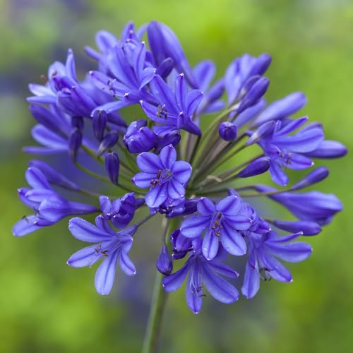 Agapanthus africanus 'Blue African Lily' x 5 Bare Roots