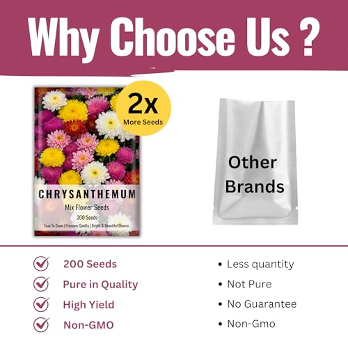 Chrysanthemum Flower Seeds For Planting & gardening| Pack of 200 Flower Seeds (Pack of 1)