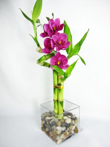 9Greenbox B001TEGDXE Lucky Bamboo - Spiral Style With Silk Flowers And Glass Vase thumb #1