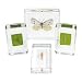 Excellerations Acrylic Butterfly Life Cycle Specimens - Set of 4