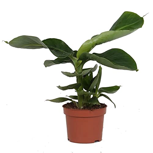 Planta Bananera Natural Musa Tropicana Árbol Platanero
