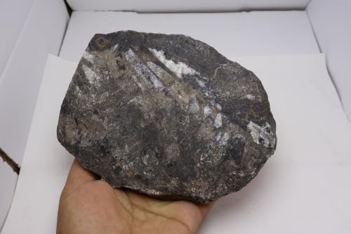 Image of Natural Orthoceras Fossil from Devonian Period Fossil from Morocco A306