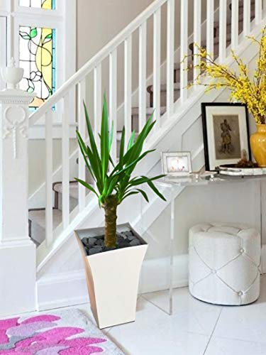 Easy Plants Yucca Grande plante d'intérieur en pot Milano blanc brillant – 80/90 cm de haut