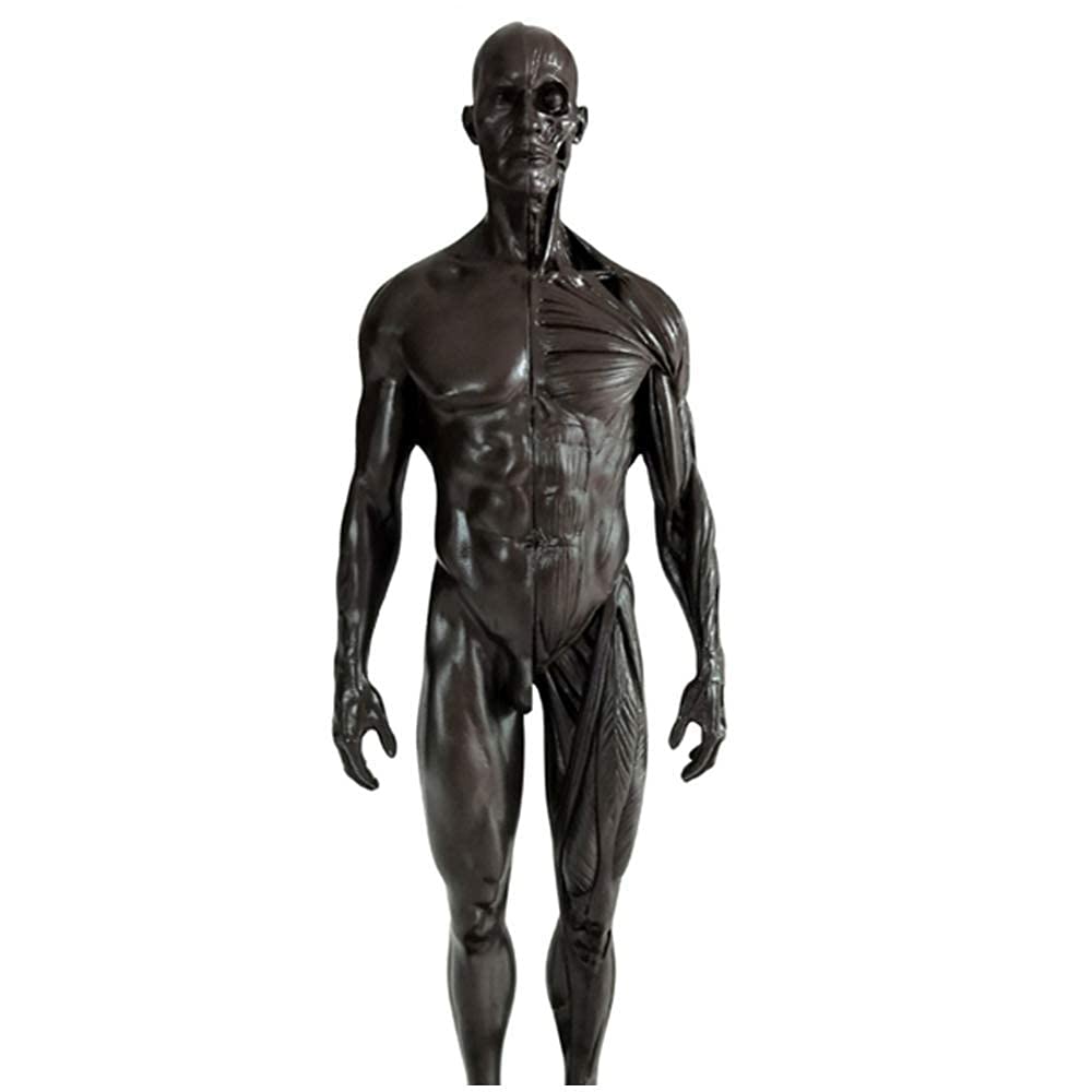 Modello Anatomico Modello di Figura Anatomica Umana - Materiale in Resina Figura Anatomica Femminile E Maschile E Modello di Ossa Muscolari Maschili