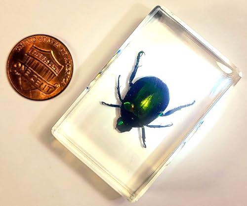 Image of 44mm Real Colorful Scarab Beetle in Crystal Clear Lucite Resin Crafts Specimen Preserved Various Animal Insect Bug Taxidermy Collection for Biology Science Education & Desk Ornament Display Supplies