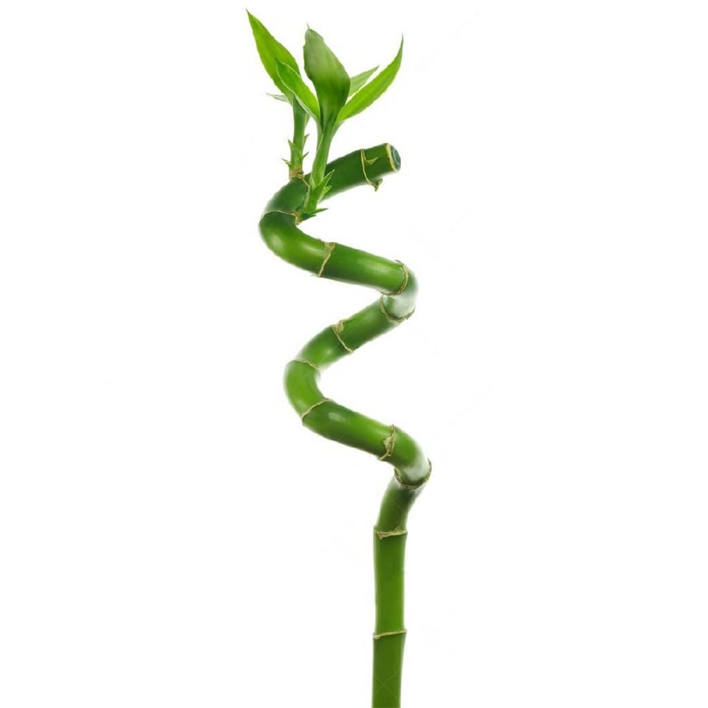 OhhSome Exotic Plant Spiral Stick 90-100 Cm Lucky Bamboo Sticks (3 Sticks, Cm, Pot Not Included) (Exotic Healthy Live Plant) (B09WRSTS7T) Amazon Price History, Amazon Price Tracker