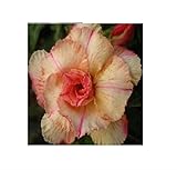 Seeds & Plants Shop by Ipsa