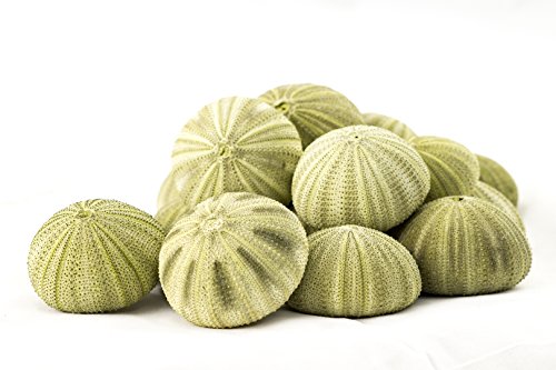 Sea Urchin | 18 Green Sea Urchin Shell | 18 Green Sea Urchin Shells For Craft And Decor | Plus Free Nautical Ebook By Joseph Rains #TOP3