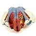 Teaching Model Tools,Uterus Model Muscle Anatomy Female Pelvis with Pelvic Floor Muscles and Neurovascular Model Pelvic Reproductive Anatomy 4-Part Model