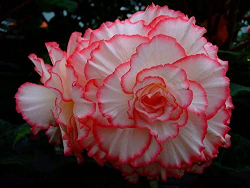 Radha Krishna Agriculture® Variety Begonia White with pink border flower bulbs easy Growing For All Season Gardening Pack of 2 (B0BSH8CGFC) Amazon Price History, Amazon Price Tracker