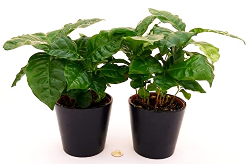 POWERS TO FLOWERS - PIANTA DEL CAFFE, COFFEA ARABICA, 2 PIANTE, vaso 13cm, piante vere