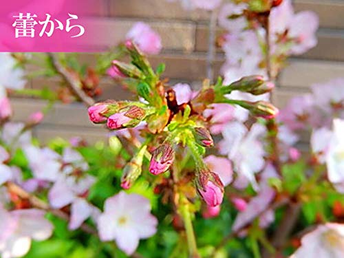Amazon｜御殿場桜の鉢植え さくら鉢植え｜観葉植物 オンライン通販