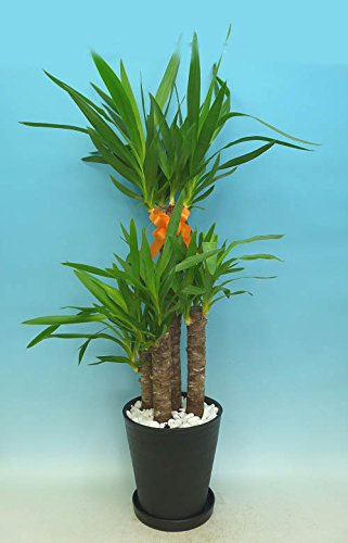 Amazon.co.jp: ユッカ エレファンティペス 8号鉢 黒丸鉢 受け皿付き