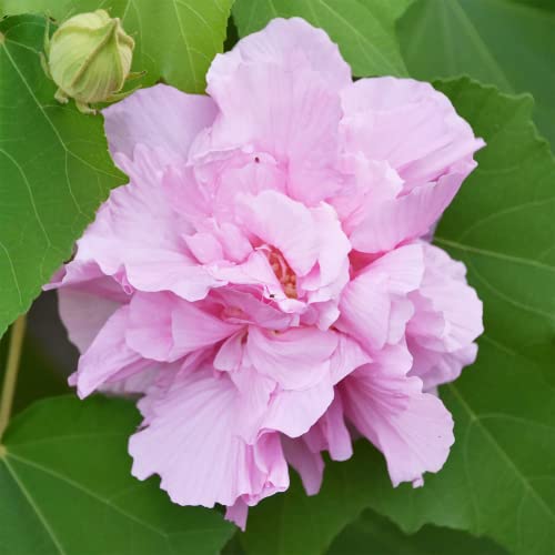 Yegaol Garden 10Pcs Hibiscus Mutabilis Seeds Confederate Rose Bright Double Pink Flowers Fast-Growing Deer Resistant Flower Seeds Backyard Plant #TOP1