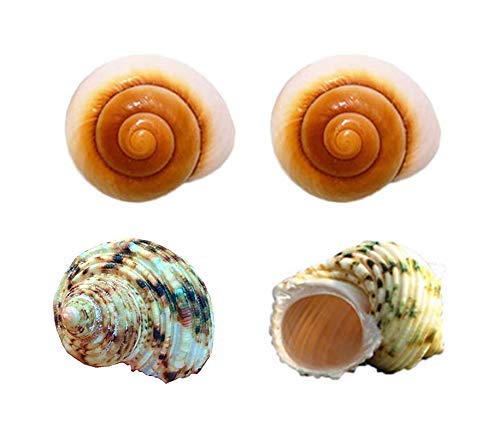Beutique Hermit Crab Shells Turbo Shells 4pcs Assorted Turbo Shells Large Opening Size 2" - 4" Handpicked Hermit Crab Houseâ€¦