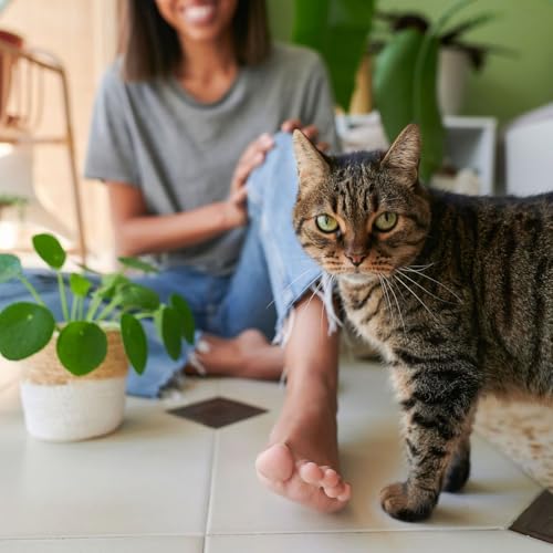 Quelles plantes choisir avec un chat d'int&eacute;rieur ? Le guide pour &eacute;viter l&rsquo;intoxication