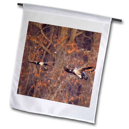 3dRose Danita Delimont - Geese - Canada Geese landing on