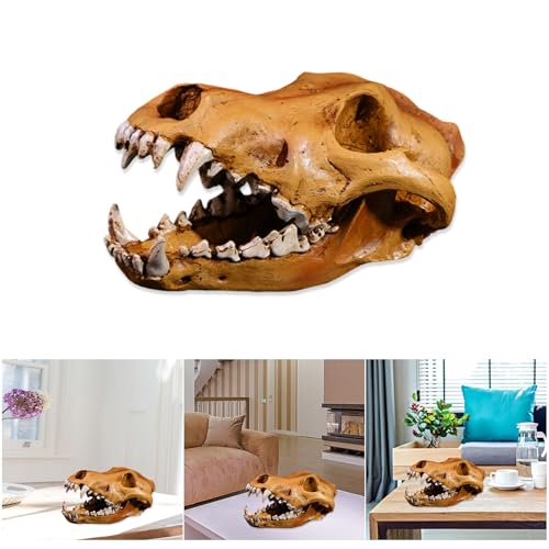 Calavera de lobo réplica en resina para anatomía y estudio 3
