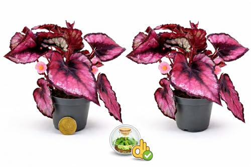 POWERS TO FLOWERS - BEGONIA REX RED ROBIN MINI IDEALE PER TERRARIUM, pianta vera