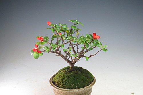 Amazon.co.jp: 四季咲き赤花長寿梅 ミニ盆栽 : DIY・工具・ガーデン