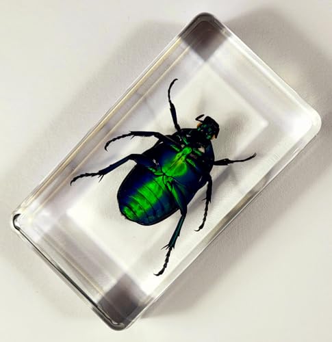 Image of 2.9 inch Real Blue Rose Chafer Beetle in Crystal Clear Lucite Resin Paperweight Specimen Preserved Trigonophorus Rothschildi Insect Taxidermy Collection for Biology Science Education Desk Display Supplies