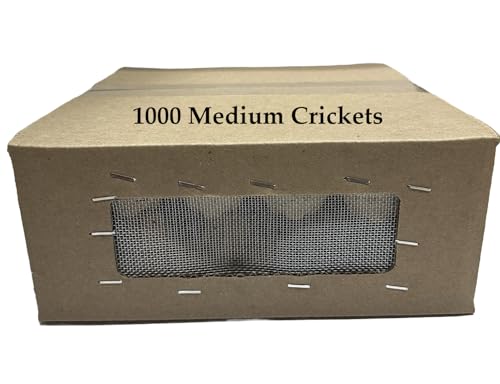 BASSETT'S CRICKET RANCH 1000 Medium (1/2") Banded Crickets