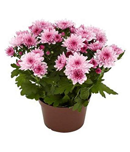 Plants Point Guldaudi Flowering Live Plant (B081P8H64V) Amazon Price History, Amazon Price Tracker