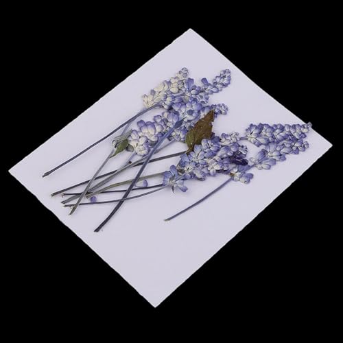 10 piezas flores secas prensadas naturales lila para decoración miniatura 3