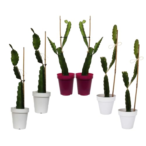 6 PLANTAS DE PITAYA, PITAHAYA O FRUTA DEL DRAGÓN. Lote de 6 plantas en maceta.