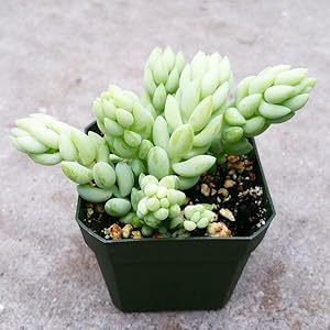 Image of Bigreen Live Hanging Plant | Sedum Morganianum (Donkey Tail) Succulent with Pot | Beautiful Trailing Plant for Home & Garden | Low Maintenance Hanging Plant for Home, Office, Garden