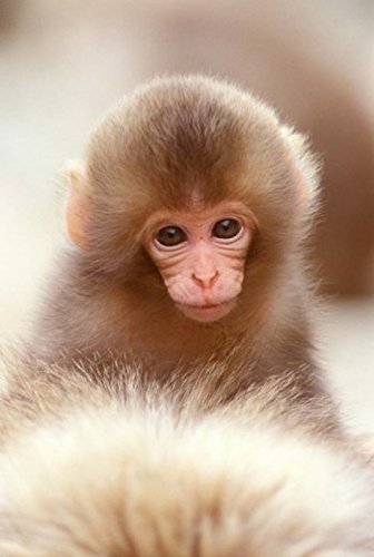 Amazon.com: Japan Nagano Jigokudani Snow Monkey Baby Poster Print