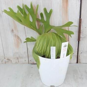 Amazon コウモリラン リドレイ プラティセリウム ビカクシダ 現品販売01 02 観葉植物 5号鉢 観葉植物 オンライン通販