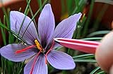 Saffron Crocus 25 Bulbs + Saffron Bulb Food - Crocus Sativus -Immediate Shipping