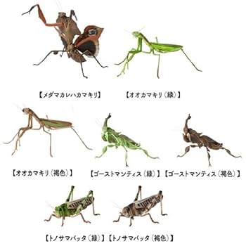 洋書　MANTODEA カマキリ マオウカレハカマキリ Parablepharis kuhlii #マオウカレハ