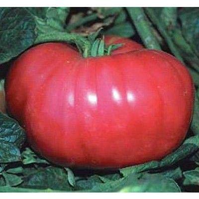German Johnson Tomato Seeds (30+ Seed Package)