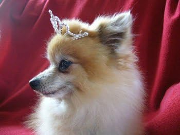 Pet Tiara Pet9