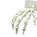 MAYMII High Quality PVC Human Hand Skeleton Medical Anatomical Model on Base Stand, Life Size, Articulated