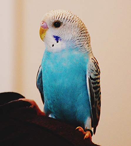 Couverture de Bird Talk Radio